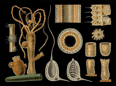 Scientific illustration with details, type of freshwater polyps, hydra vulgaris, school picture, authentic reproduction of a school mural, around 1909, based on an original by Gottlieb von Koch, exact date unknown, historical