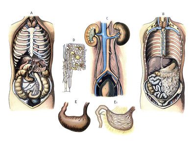 Various diagrams of human anatomy: Figures A and B illustrate the position of the organs in the trunk, including the cardiovascular system. Figures C, D, E and E1 detail specific organ systems such as the kidneys, nephrons and the stomach, reproduction of