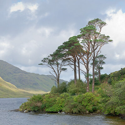 Baumgruppe an der Küste in Irland