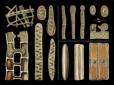 Scientific illustration with details, freshwater algae, screw algae, spirogyra and diatom, pinnularia and yellow-green algae, Vaucheria, school picture, authentic reproduction of a school mural, around 1909, based on an original by Gottlieb von Koch, exac