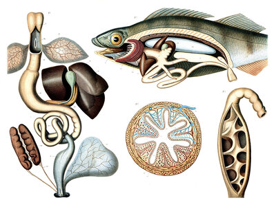 Anatomical illustration of the internal structure of a fish, including its organs, reproduction of a historical school picture, mural or teaching board, authentic, exact date unknown