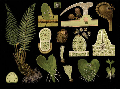 Scientific illustration with details, worm fern, Polystichum filix mas, school picture, authentic reproduction of a school mural, around 1909, based on an original by Gottlieb von Koch, exact date unknown, historical