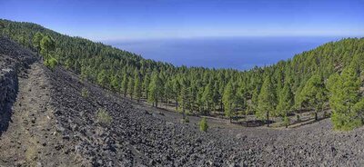 The canary island pine (Pinus canariensis) grows on the old lava soil, hike from el Pilar to Birigoyo volcano, El Paso, La Palma, Spain, Europe || Auf dem alten Lavaboden wächst die Kanarische Kiefer (Pinus canariensis), Wanderung von el Pilar zum Vulkan