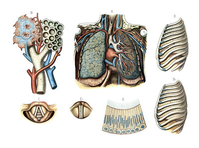 Anatomical illustrations of the human respiratory system, depicting the lungs, the bronchial system, the trachea, the larynx and the thorax, reproduction of a historical school picture, mural or teaching board, authentic, exact date unknown