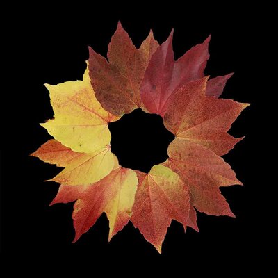 Vitis vinifera subsp. sylvestris (Vitis vinifera subsp. Sylvestris), leaves with autumn colouring, picture panel, Germany, Europe || Wilde Weinrebe (Vitis vinifera subsp. Sylvestris), Blätter mit Herbstfärbung, Bildtafel, Deutschland, Europa