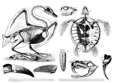 Animal kingdom, anatomy, skeletal structure of swan and turtle, reproduction of a historical school painting, mural or teaching board, authentic, exact date unknown