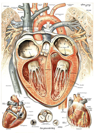 Anatomy, healthy human heart, internal and external structure of the organ and its position in the chest between the lungs, right antechamber, left ventricle and aorta, reproduction of a historical school picture, mural or teaching board, authentic, exact