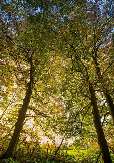 Herbstwald