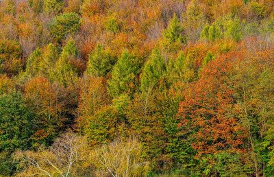Herbstwald Luftaufnahme