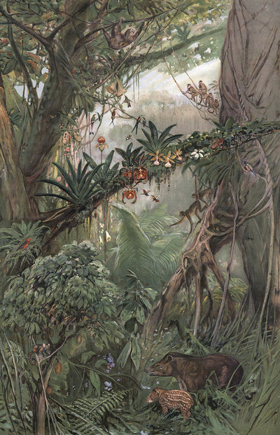 Jungle in the central Amazon region, Brazil, authentic reproduction of a school mural, historical, around 1900