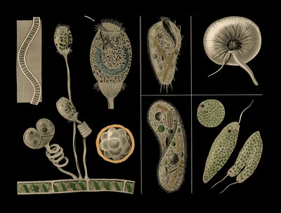 Scientific illustration with details, ciliophora and bell animal, vorticella and slippers, paramecium and weapon animal, stylonychia and eye animal, euglena and marine lamp, noctiluca, school picture, authentic reproduction of a school mural, around 1909,