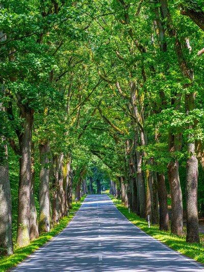 Allee in Brandenburg