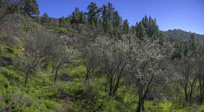 Blühender Mandelbaum (Prunus dulcis), Puntagorda, La Palma, Spanien, Europa