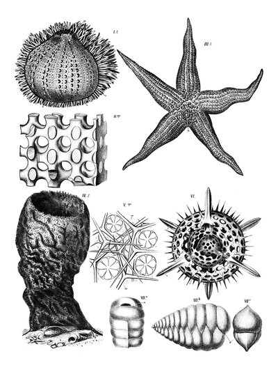 Anatomy of echinoderms, various echinoderms, echinodermata, a group of invertebrates living exclusively in the sea, sea urchins, starfish and various microscopic skeletal structures of these animals, reproduction of a historical school picture, mural or t