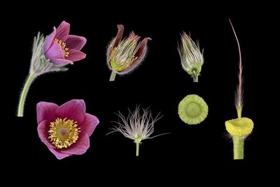 Pasque flower (Pulsatilla vulgaris), flower, inflorescence, Ranunculaceae, flower base with nutlets and flight organ (achene), picture plate, Eurasia, North America, Germany, Europe || Kuhschelle (Pulsatilla vulgaris), Blüte, Fruchtstand, Hahnenfußgewä