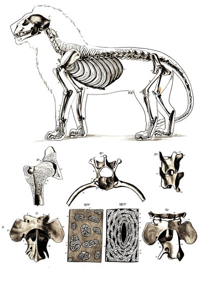 Animal kingdom, anatomy, lion skeleton, reproduction of a historical school picture, mural or educational board, authentic, exact date unknown