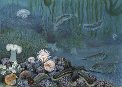 Symbolic image of marine fauna, includes the entire animal world in the marine habitat, authentic reproduction of a school mural, historic, around 1900