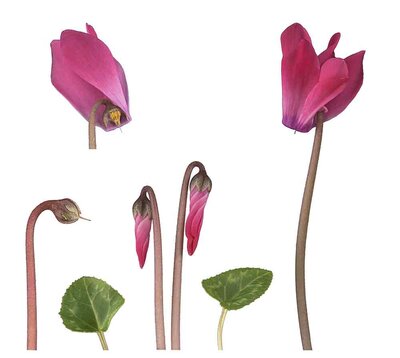 Indoor Alpine violet (Cyclamen persicum Hybride), flower, bud, leaf eastern Mediterranean, Germany, Europe || Zimmer-Alpenveilchen (Cyclamen persicum Hybride), Blüte, Knospe, Blatt, Europa östlicher Mittelmeerraum, Deutschland, Europa