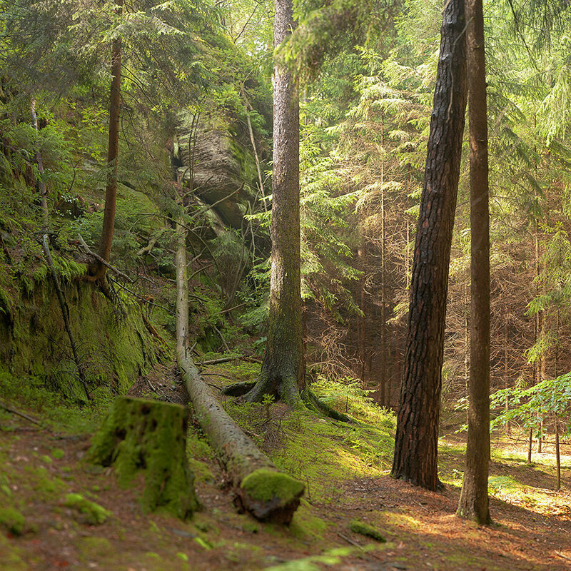 Romantischer Wald