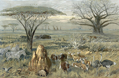 Serengeti, steppe landscape with animals in South Africa, authentic reproduction of a school mural, historic, around 1900