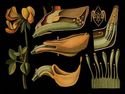 Scientific illustration with details, common horn clover, lotus corniculatus, school picture, authentic reproduction of a school mural, around 1909, based on an original by Gottlieb von Koch, exact date unknown, historical