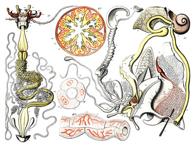 Left side: Probably shows the digestive or reproductive system of an invertebrate, possibly a siphonophore, Right side: Contains anatomical details reminiscent of molluscs or lower vertebrates, reproduction of a historical school picture, mural or educati