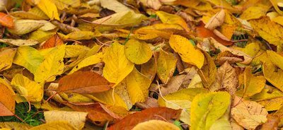 Herbstlaub
