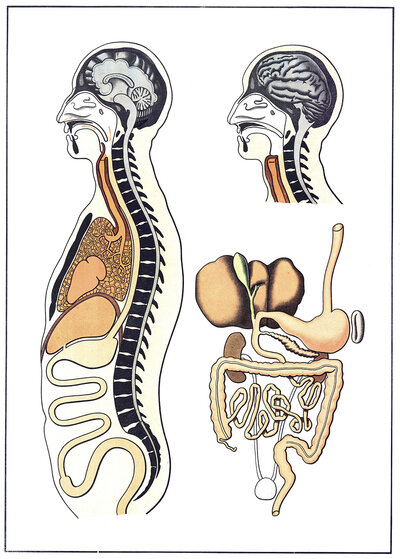 Medical illustration, The human digestive system, school picture, authentic reproduction of a school mural, around 1900, exact date unknown, historical