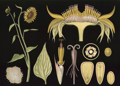 Scientific illustration with details, sunflower, Helianthus annuus, school picture, authentic reproduction of a school mural, around 1909, based on an original by Gottlieb von Koch, exact date unknown, historical