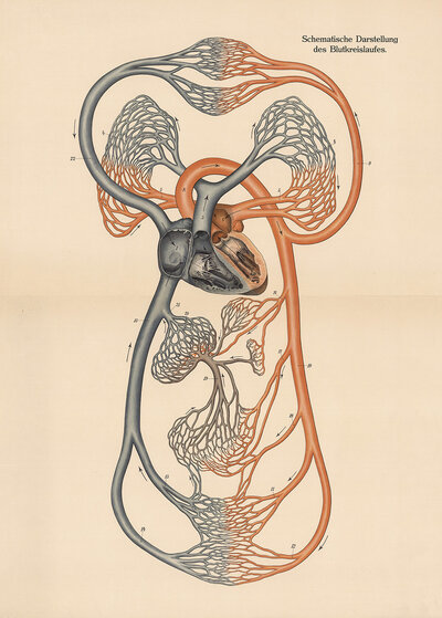 Medical illustration, diagram of human blood circulation, school picture, authentic reproduction of a school mural, around 1900, exact date unknown, historical