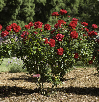Descanso Rose Garden 5