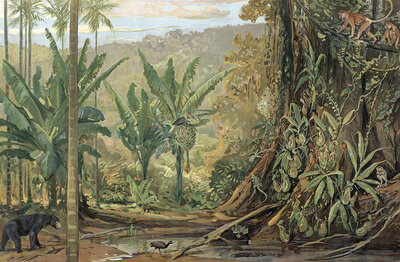 Jungle in Borneo, an island in the Malay Archipelago in Southeast Asia, Sunda Island, authentic reproduction of a school mural, historic, around 1900