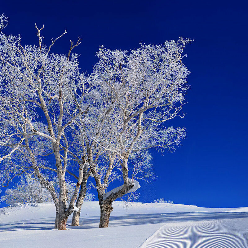 Frost-covered trees