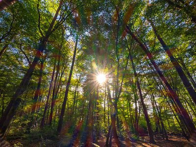 Laubwald im Gegenlicht