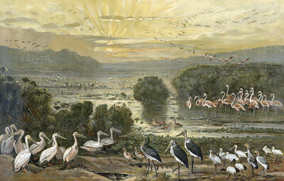 Bird colony on the Upper Nile, Sudan, Africa, authentic reproduction of a school mural, historical, around 1900