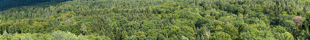 Waldlandschaft, Luftaufnahme