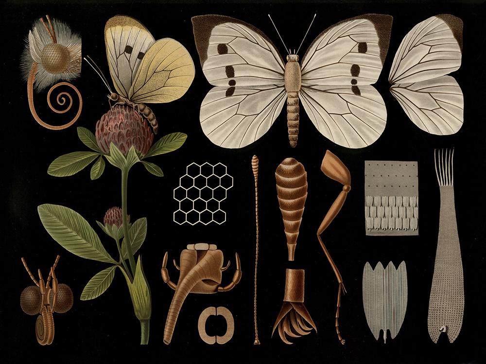 Wissenschaftliche Naturillustrationen